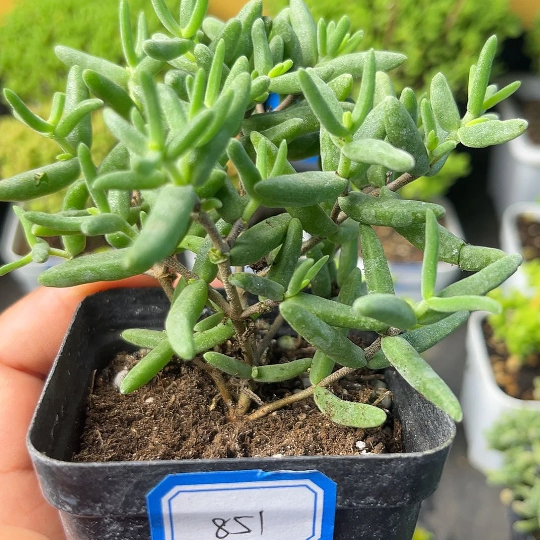 851香蕉。