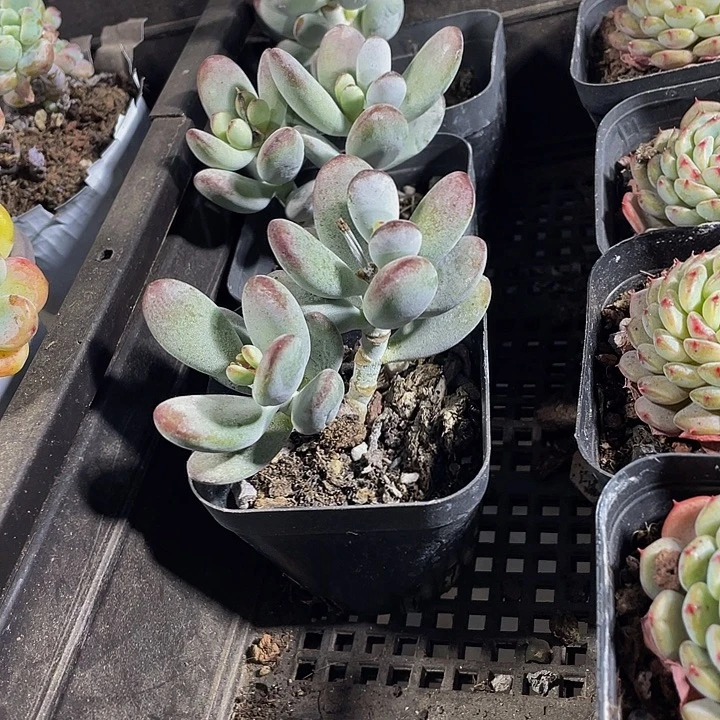 双头乒乓带盆土发过