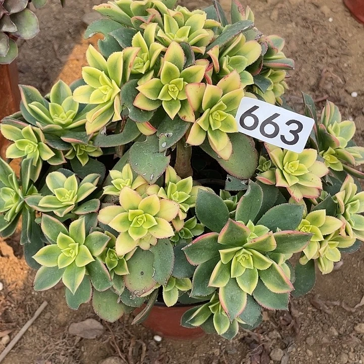 无花朵663艳日辉多肉植物