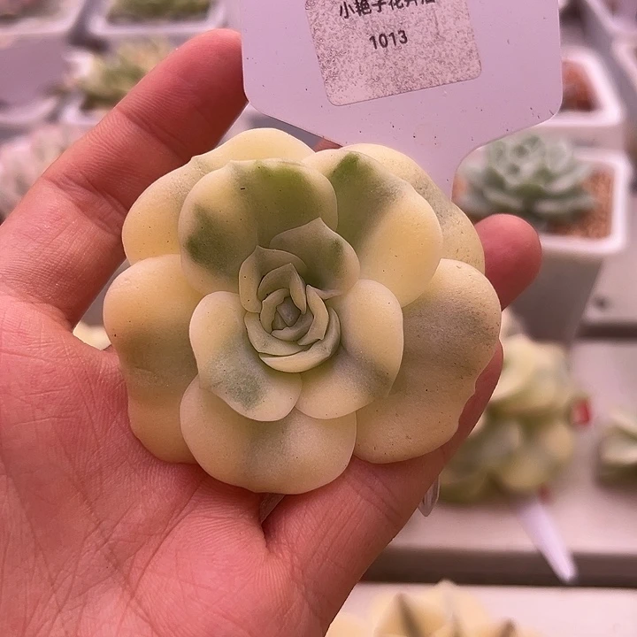 1013号可爱玫瑰锦多肉