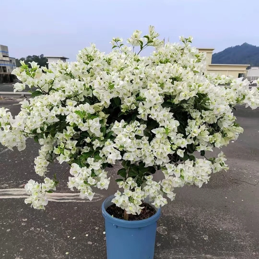 白雪公主网红三角梅盆栽四季开花耐寒耐热室内外好养易活原盆发货