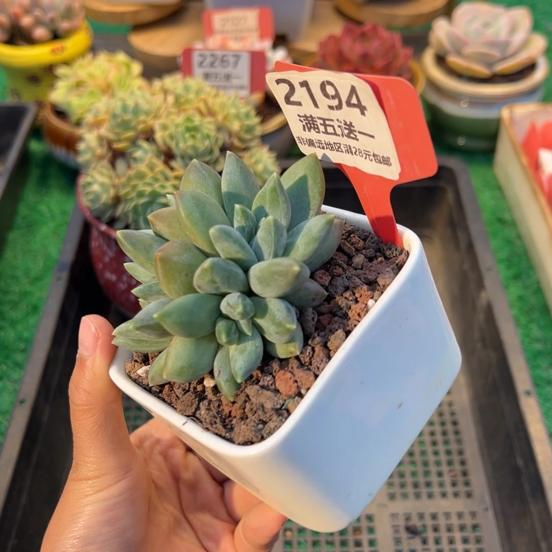 表妹精品多肉2194.