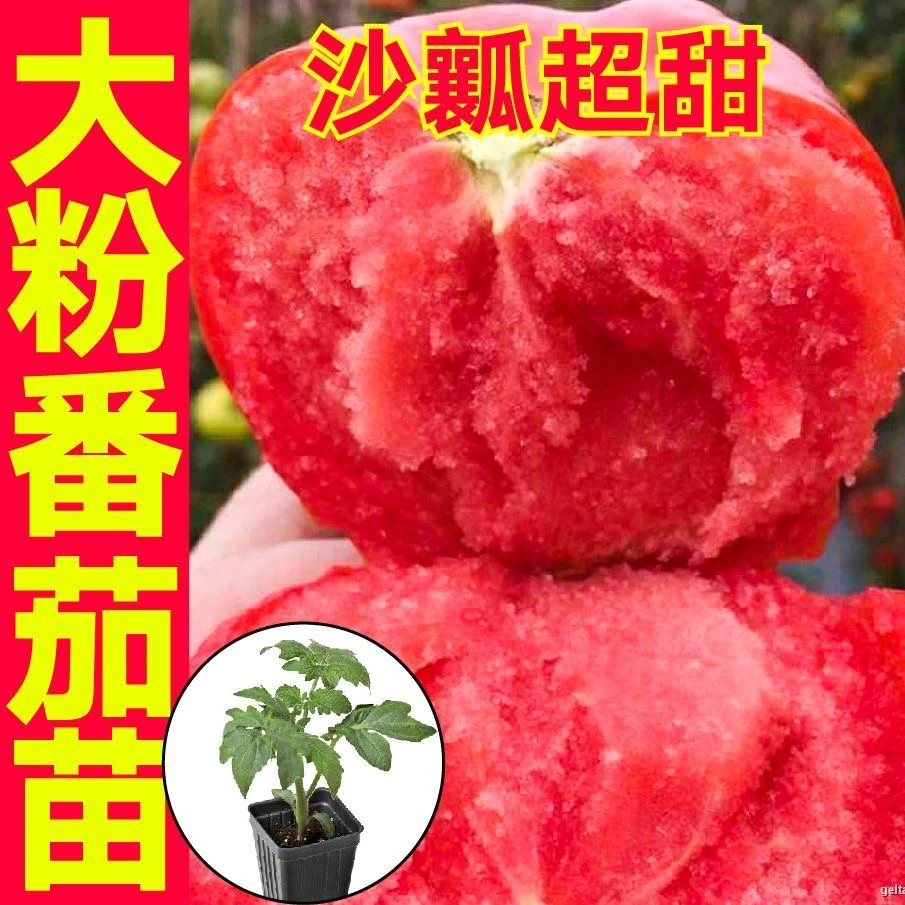 番茄秧苗大红果番茄沙瓤西红柿普罗旺斯红圣女金玲珑黑珍珠秧苗