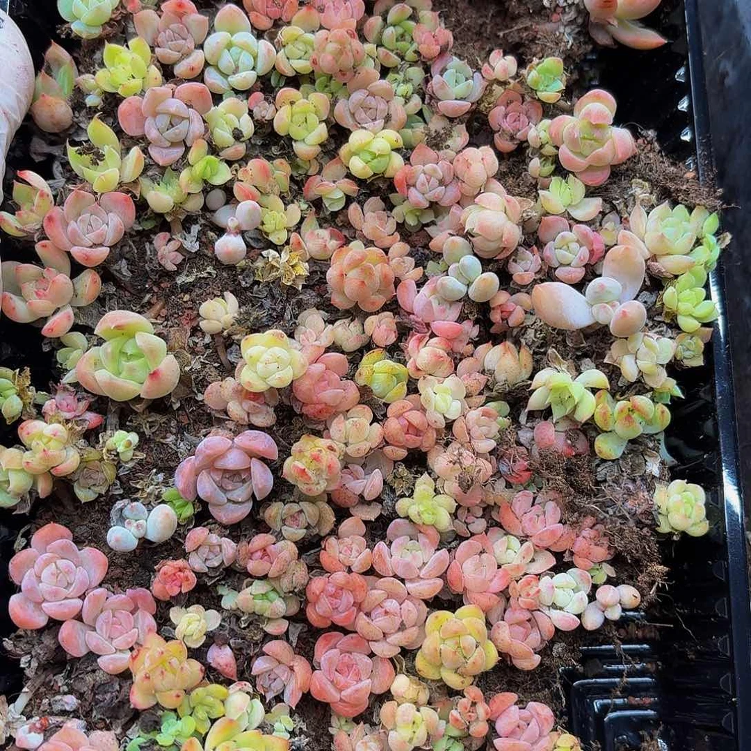 百****?多肉植物多肉植物508
