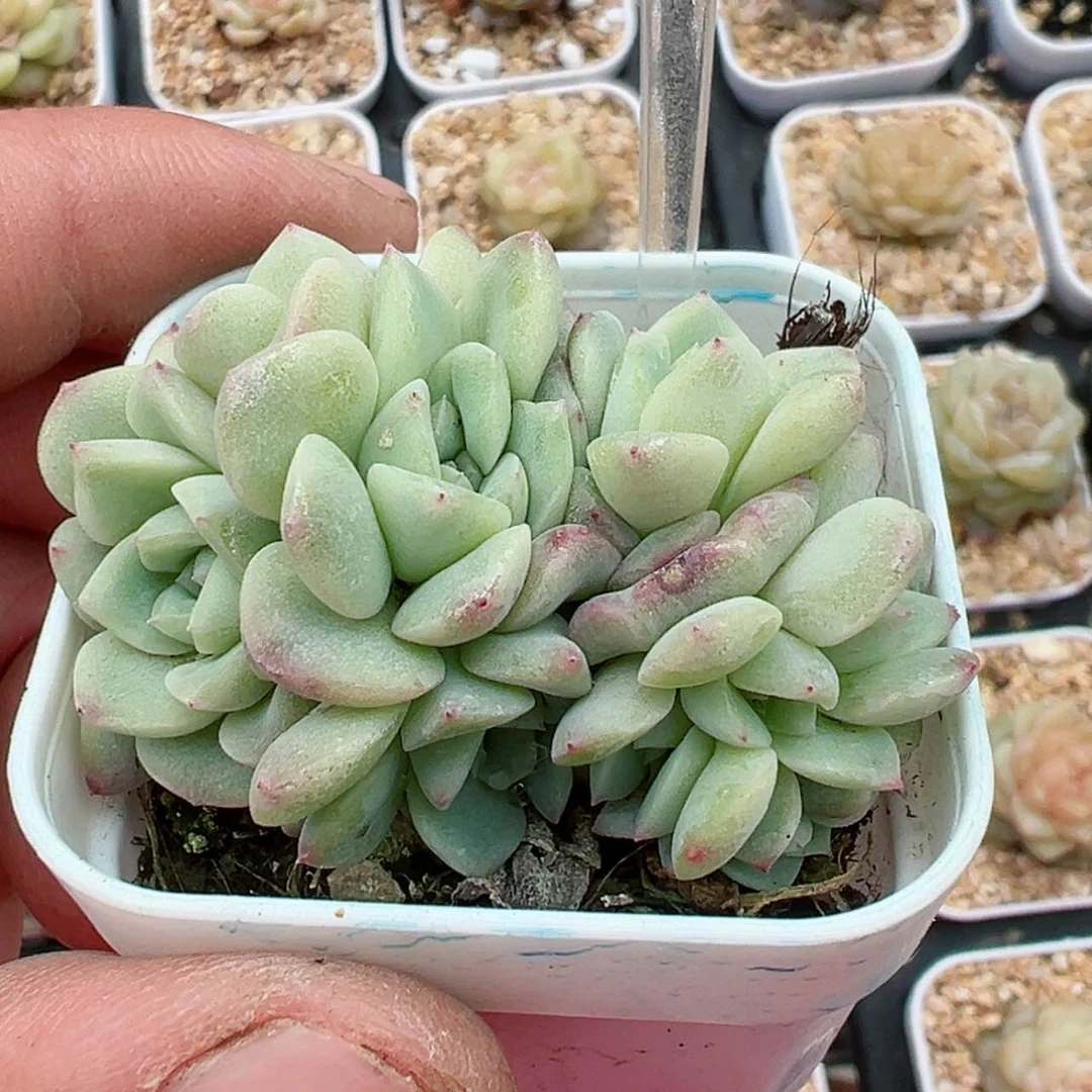 【闪购商品】H**然292哈哈哈哈哈哈哈哈