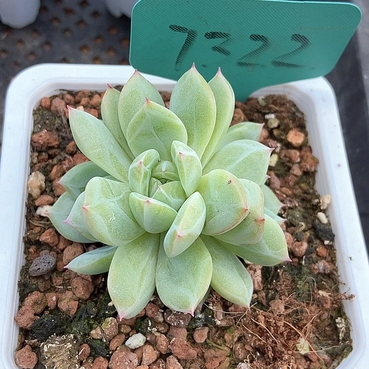 多肉植物雪花群7322