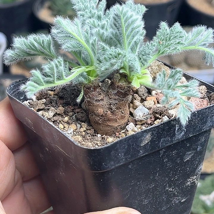 实生双头洋葵一颗