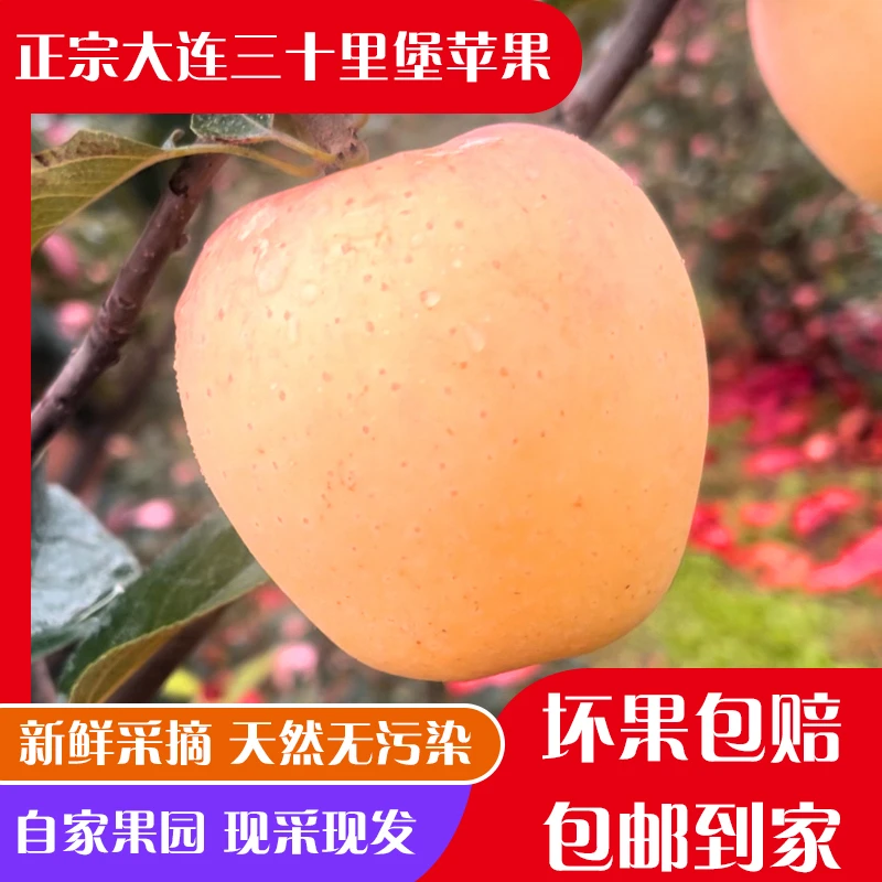 大连森宝最后一茬“黄金维纳斯”苹果纯甜4斤装