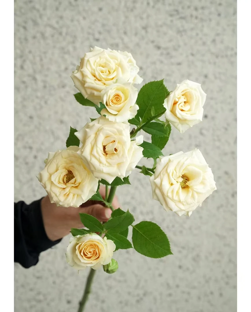 和风 多头玫瑰 任意2单升级顺丰/德邦 发货后不支持退款