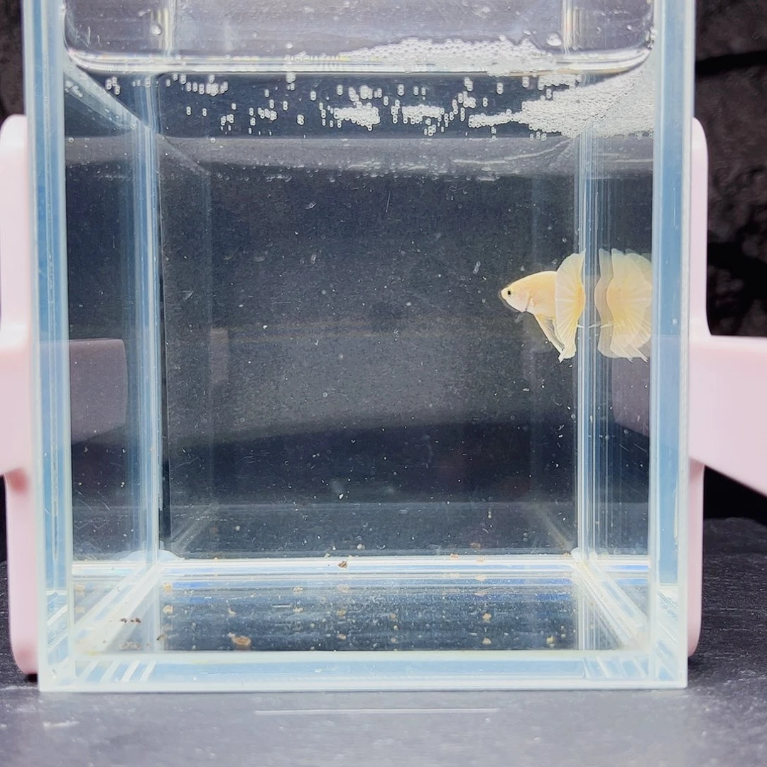 海水鱼宙斯斗鱼竞拍10-28