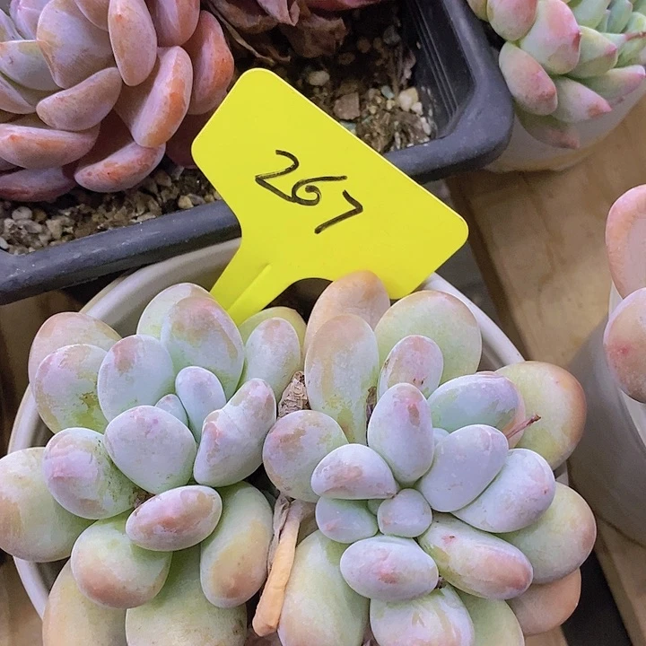 开心多肉植物多肉