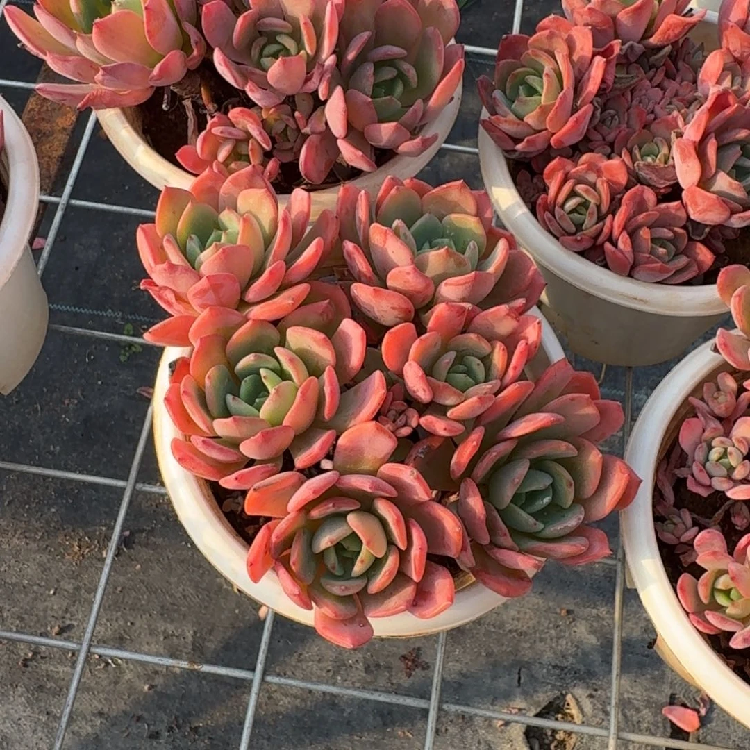 甜橙多肉植物多肉