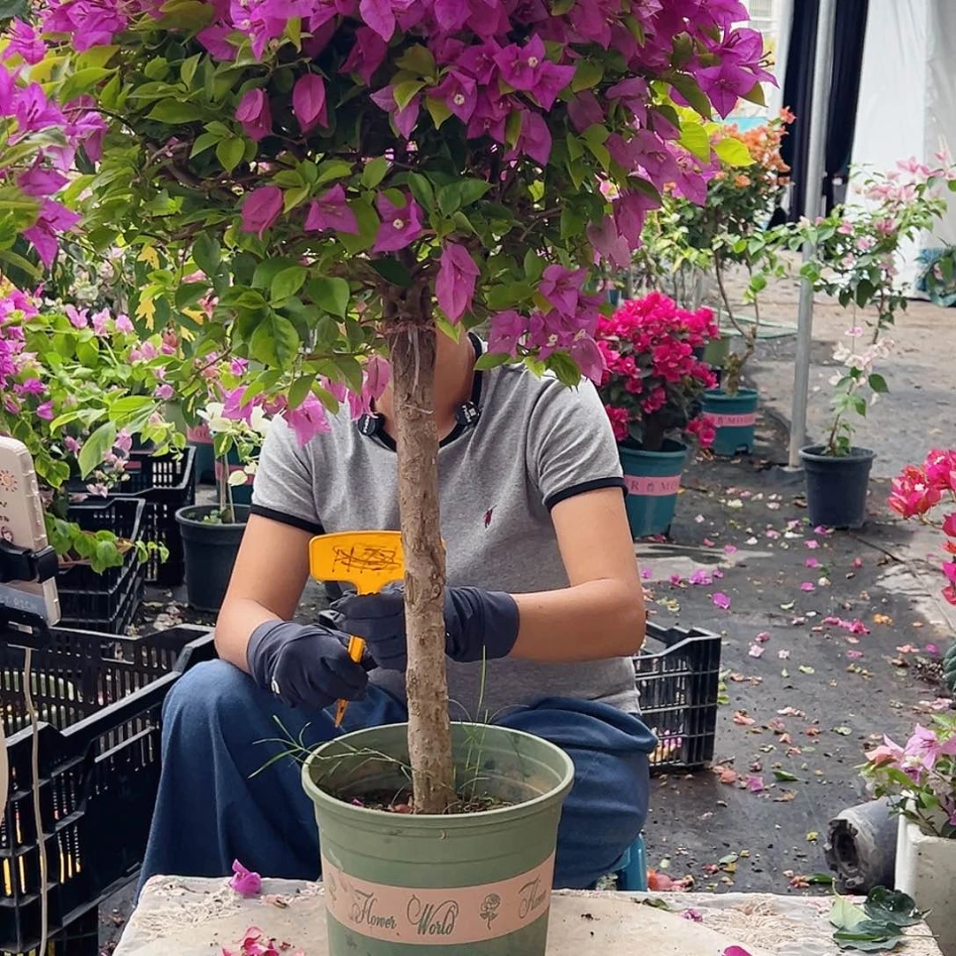 一***你大部分花苞少量开放H78金钱豹，嫁接