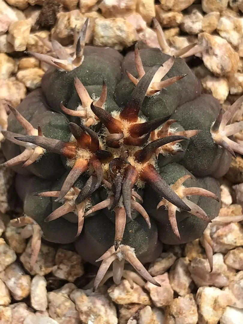 仙人球猫爪天平实生籽播球体冠径3.3厘米实物拍摄多肉植物防辐射