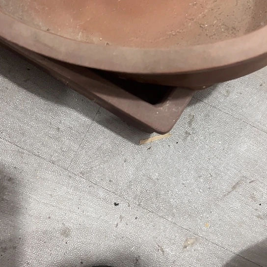 王***总杂色豆（科檀/科特迪瓦檀木）