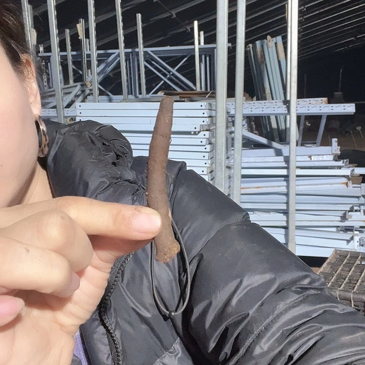 当前无花栽培后可以开花弗雷藤西斯根