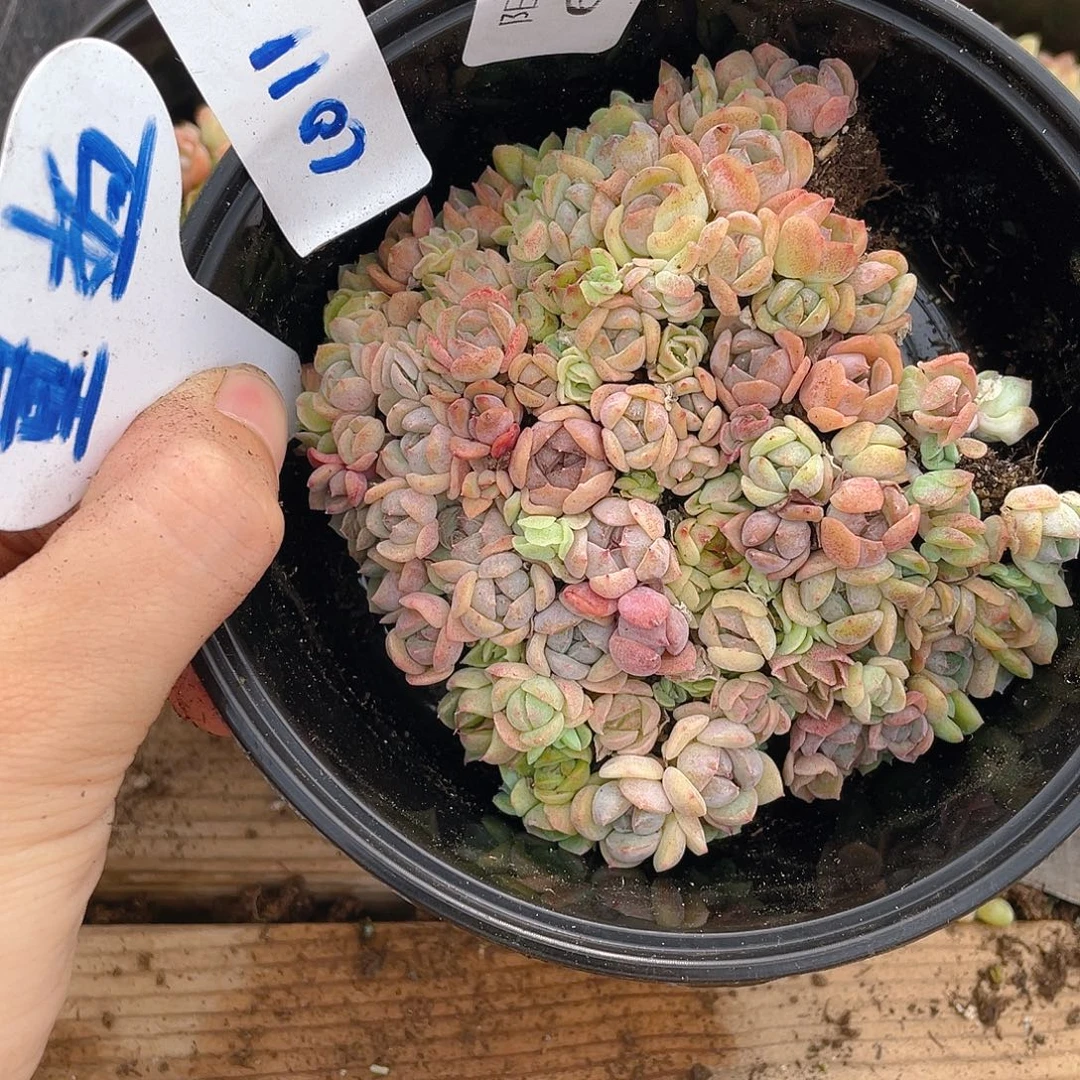 量拍多肉植物多肉植物600