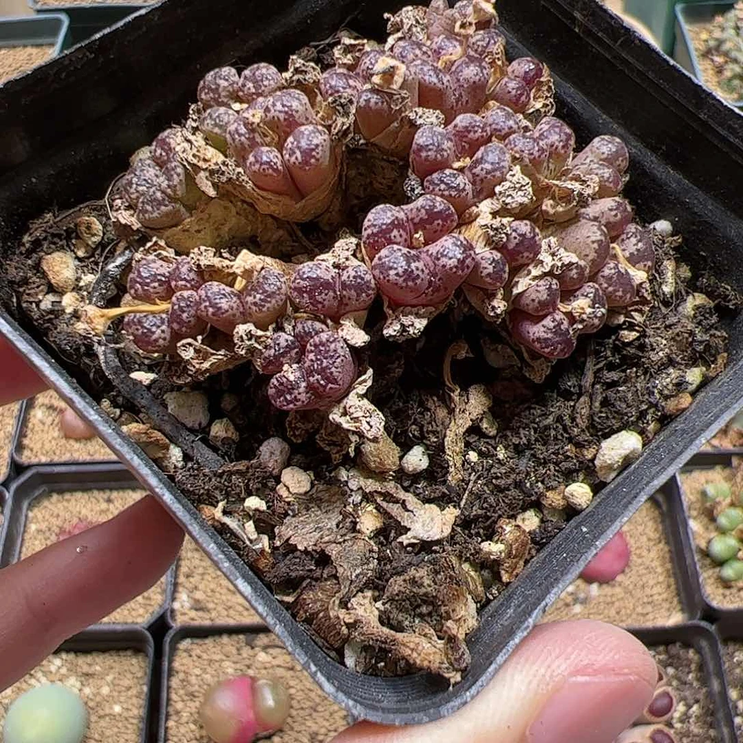 【闪购商品】366 勋章