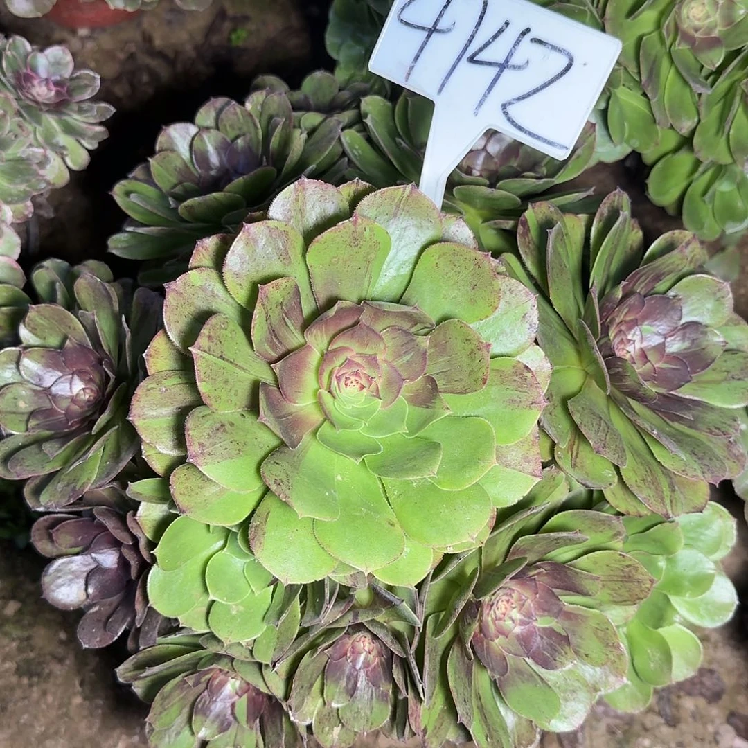 4142花月夜多肉法师多肉