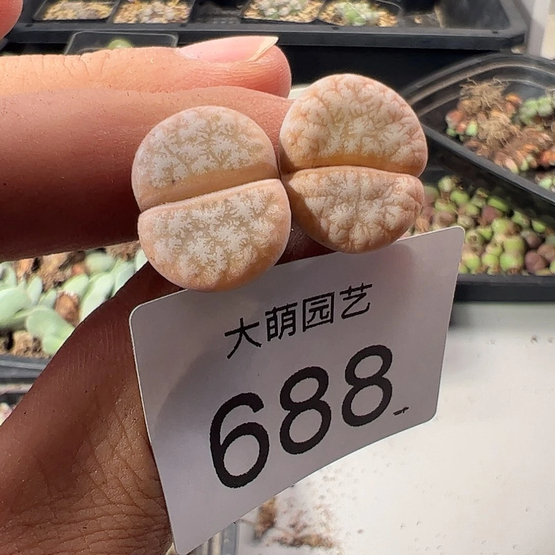 一物一拍脱土发。 688