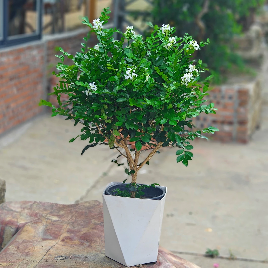 60-80cm九里香盆栽老桩大颗七里香四季驱蚊植物净化空气一帆风顺