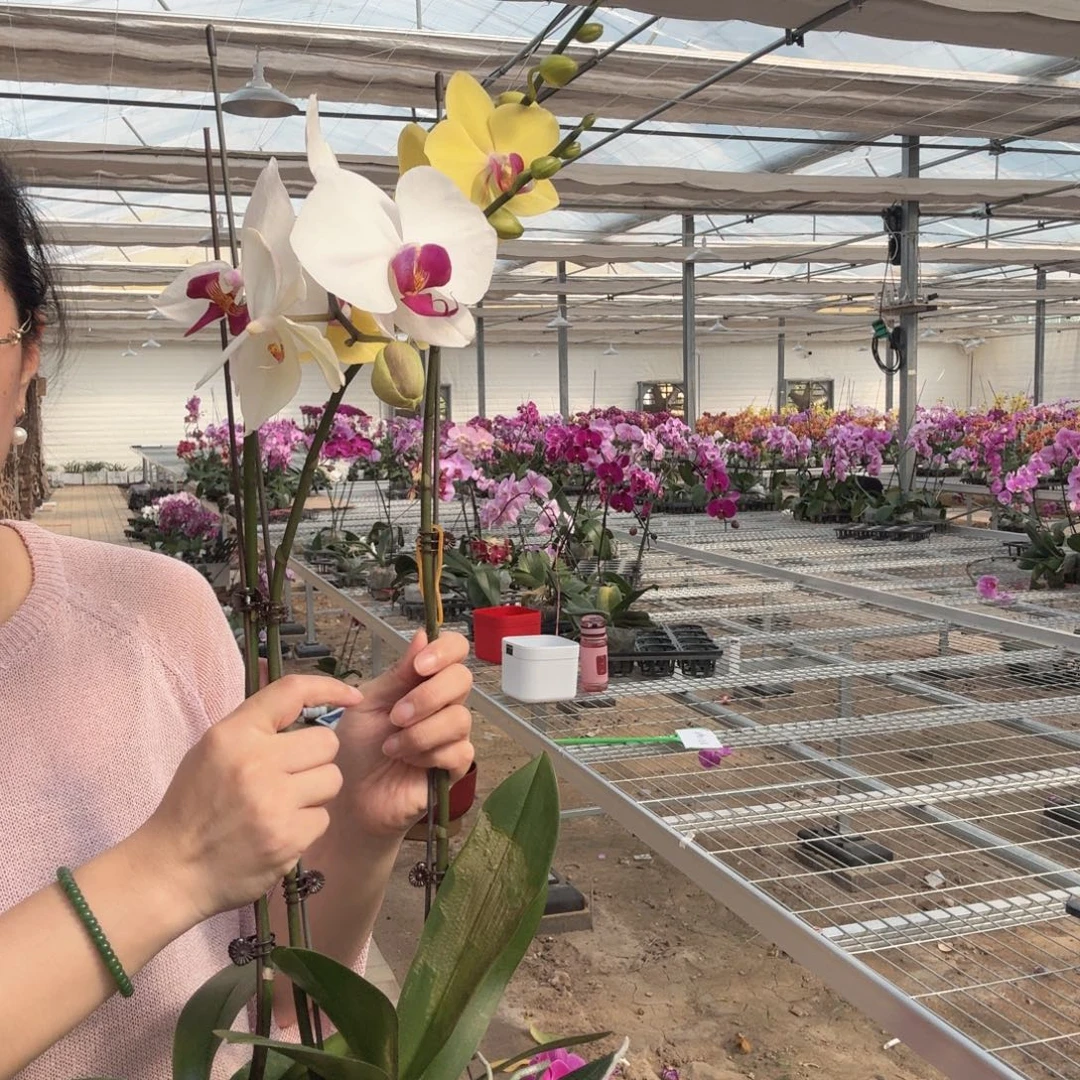 完全开放摩登那瑕疵，白花紫心两颗组合