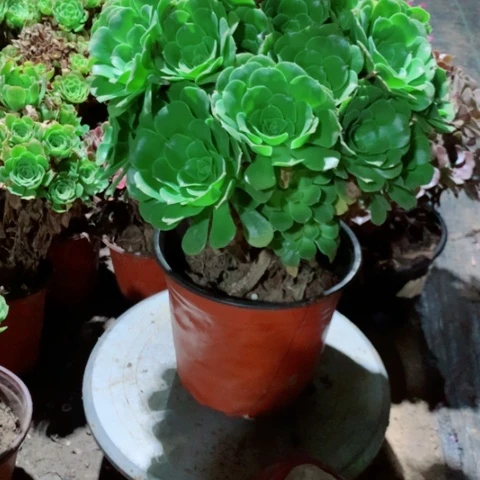 绿杨蓉多肉植物法师38号
