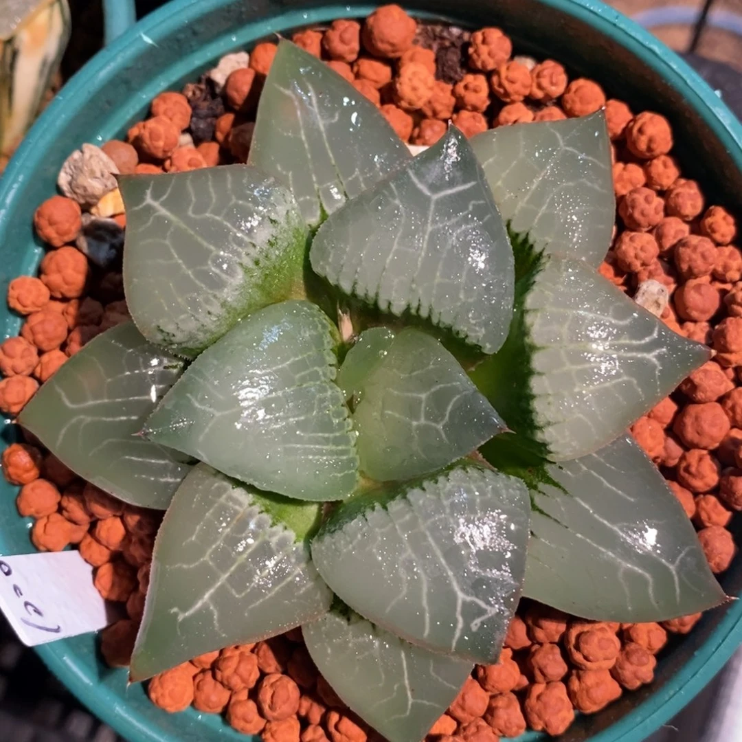 一颗实生大裹克。