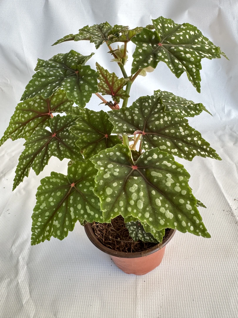 【初/出运-秋海棠】竹节类秋海棠室内盆栽绿植观叶植物热植