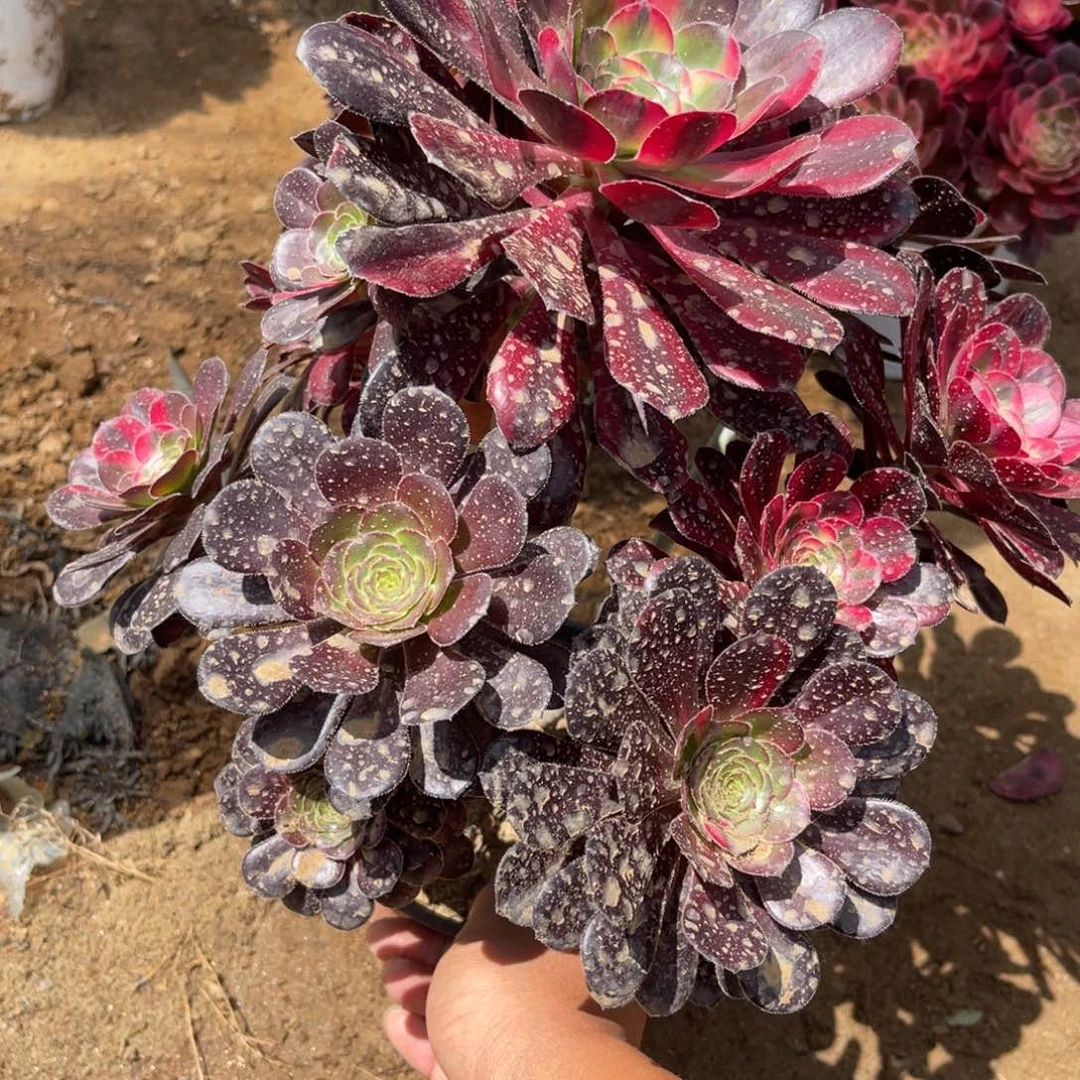 10-6花蝴蝶法师锦