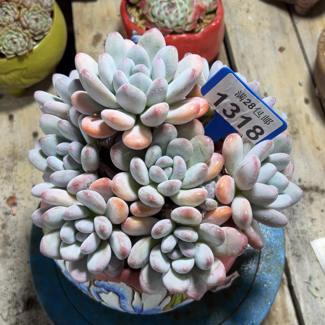 1318香水，冠服19公分