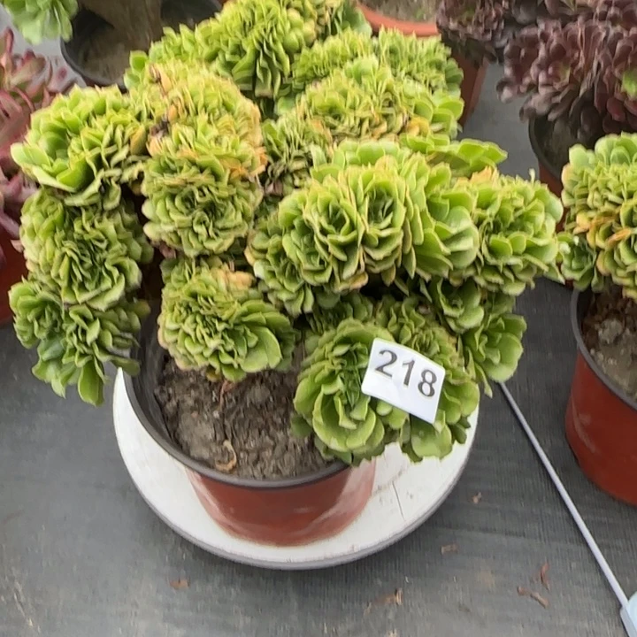 长****多肉植物绿羊绒缀218