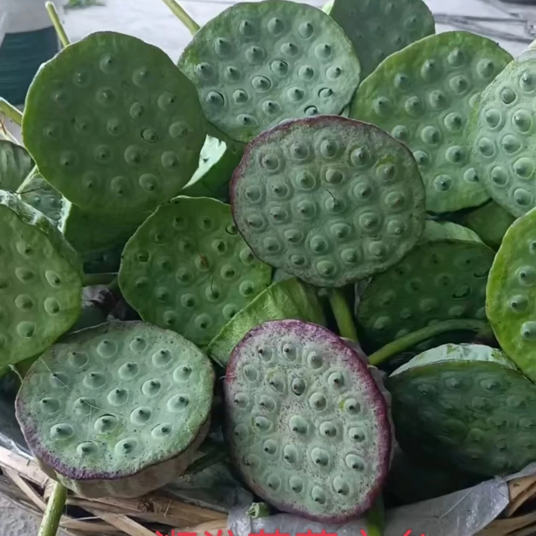【3斤头茬精选嫩莲蓬】新鲜太空莲蓬头应季水果现摘发脆嫩清甜好吃