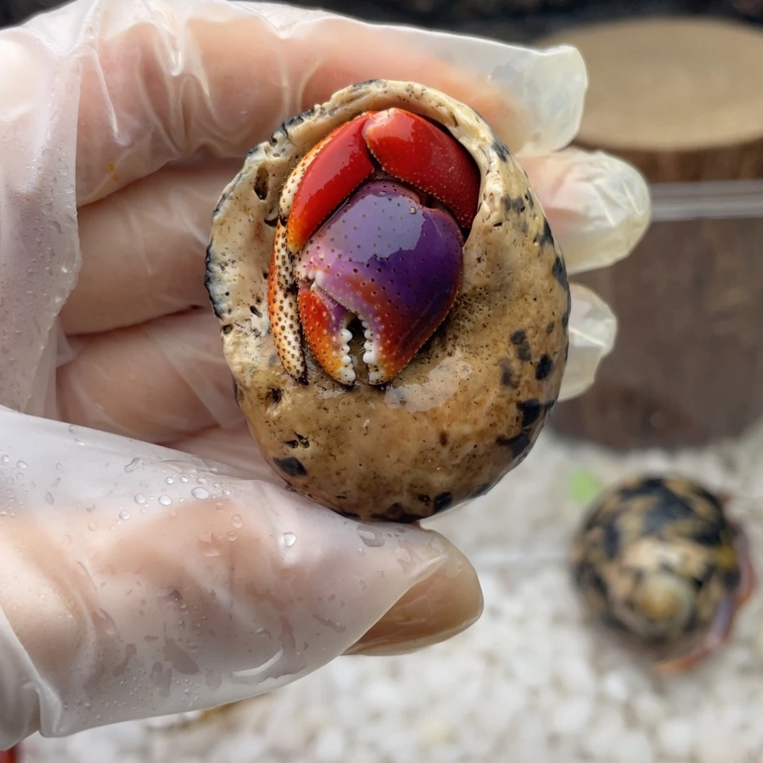 2.0炫彩色调西伯2