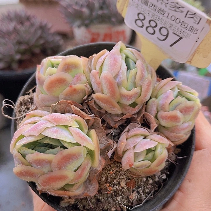8897贝壳西娜。      9cm