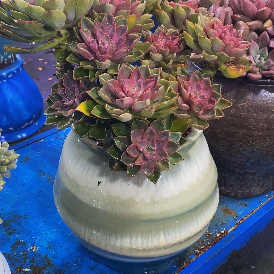 国***萍紫气东来多肉植物带盆物流自理