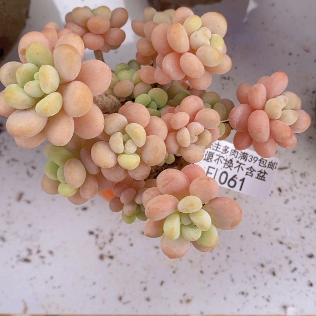 洛可可7cm1061多肉植物