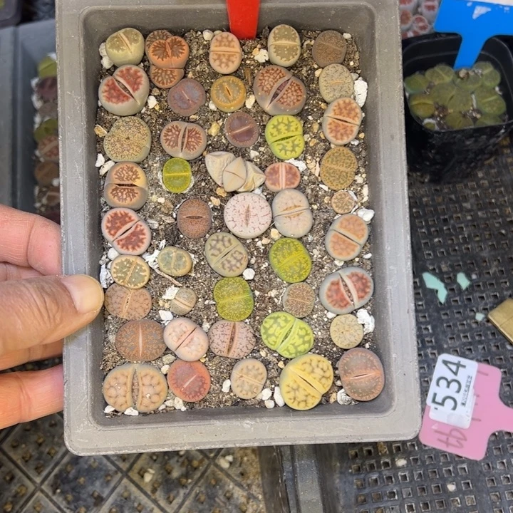 愿***守665旅途咯哦久哦物