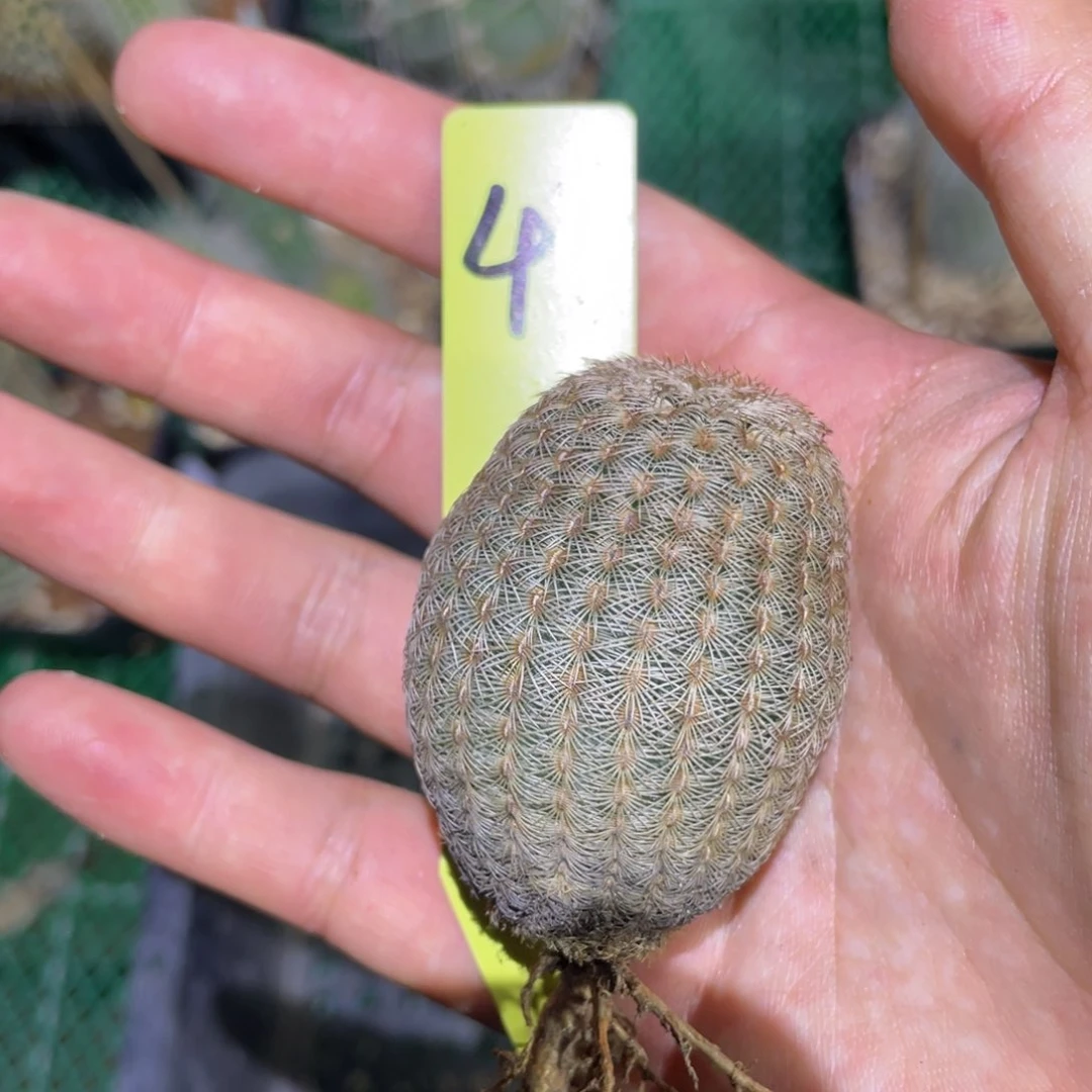 白太阳鹿角柱属仙人球49