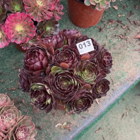 芳***旧013黑美人朵朵多肉