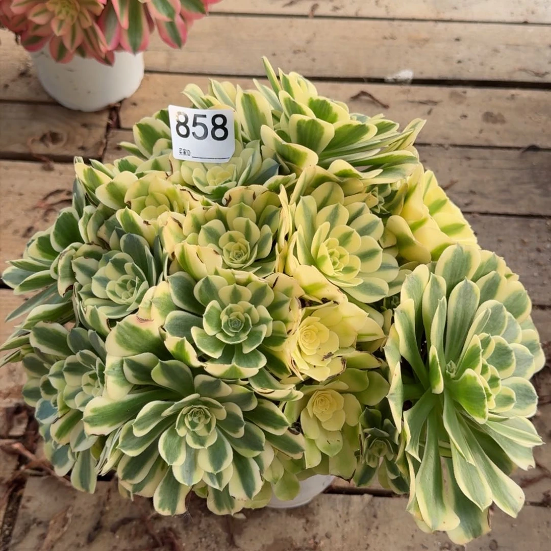 【闪购商品】858多肉