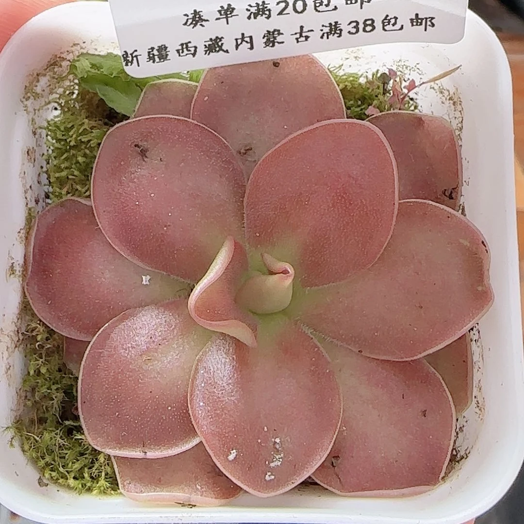 多肉0627-04赛题捕虫堇