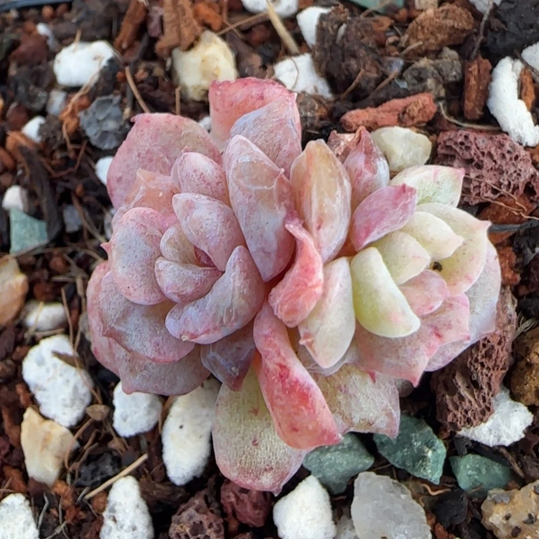 小卡拉米糖心一物一拍