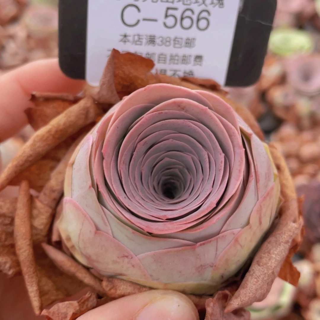 山地玫瑰C566裸根发货断枝不包损，