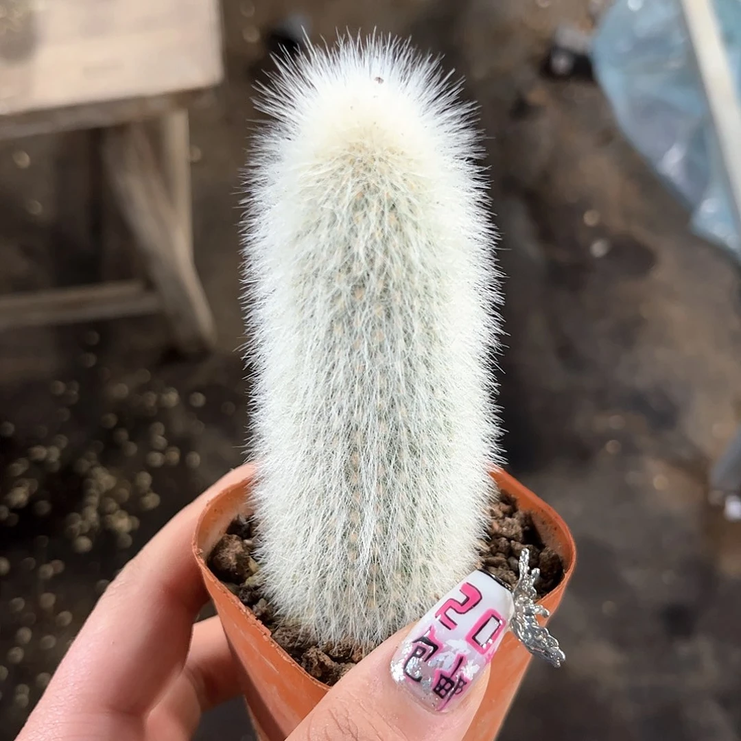 吹雪单头发货有根发货