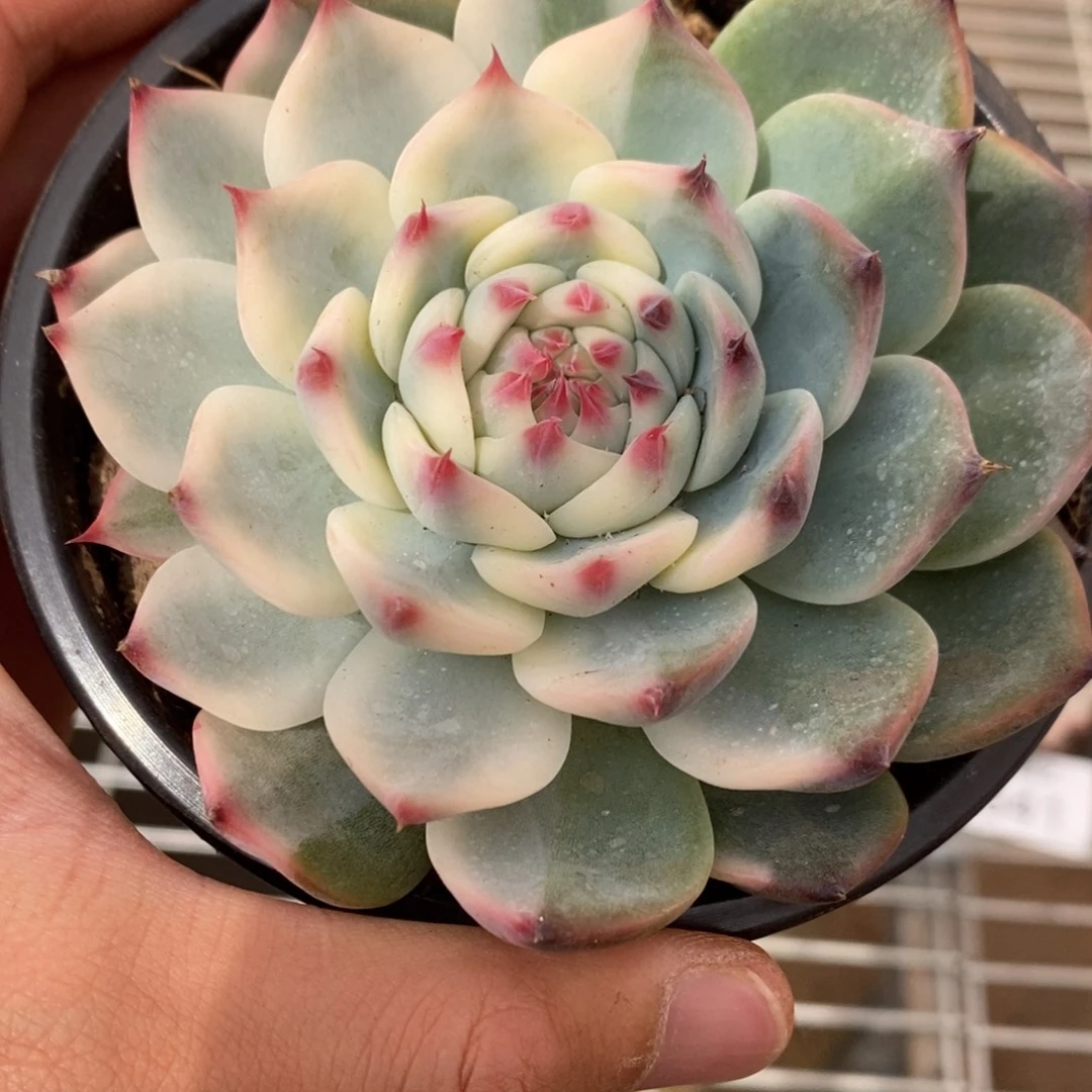吉娃娃锦多肉植物6842