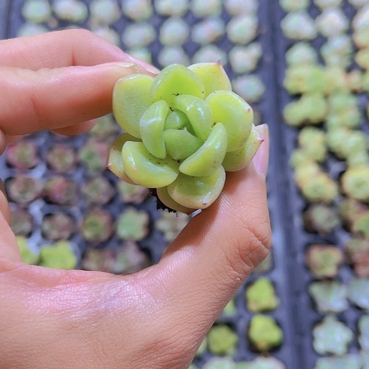 精品玉骨珍妮多肉植物