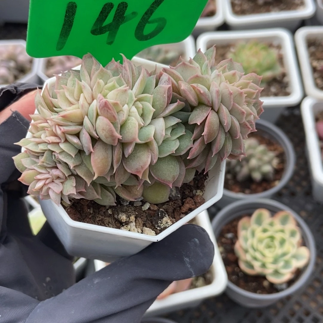 146盎司诺缀多肉植物