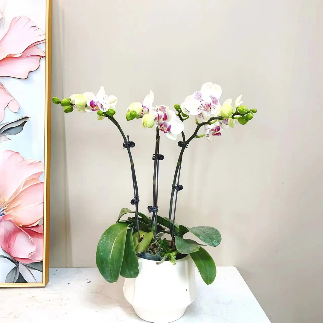 A级【绿熊】精品蝴蝶兰