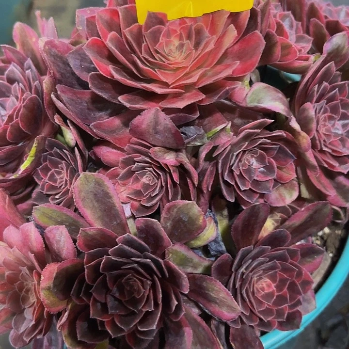 多肉植物唐三彩1780